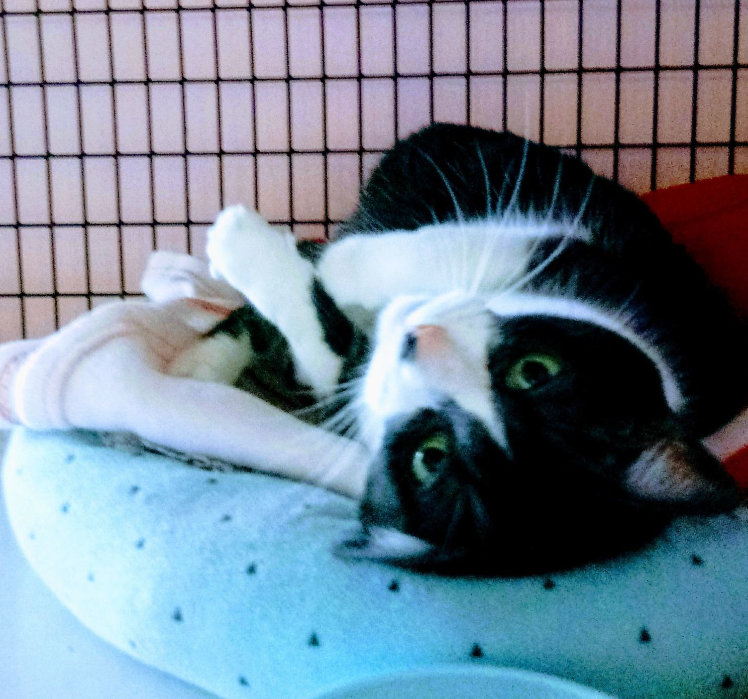 Adopt a friend: Cleopatra